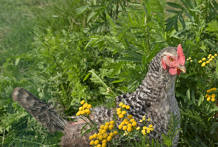 Geflügel in der Weide
