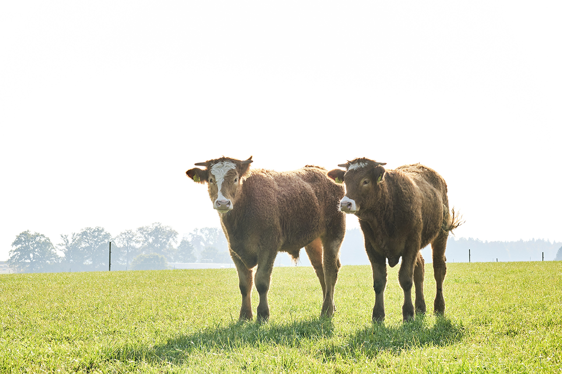 Rinder auf der Weide